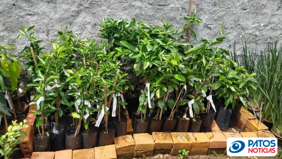 Mudas de árvores frutíferas