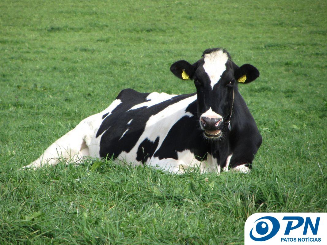 Vaca - Pecuária Leiteira