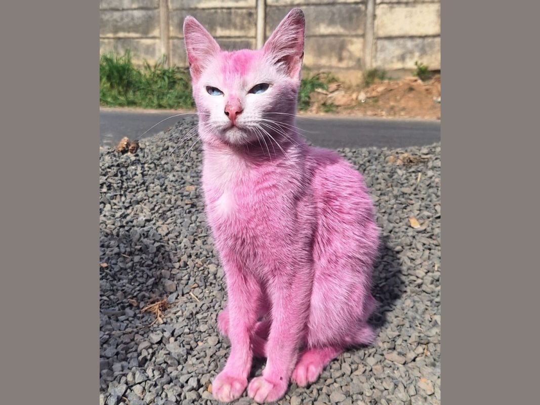 Mulher é presa por maus tratos por pintar gato de rosa
