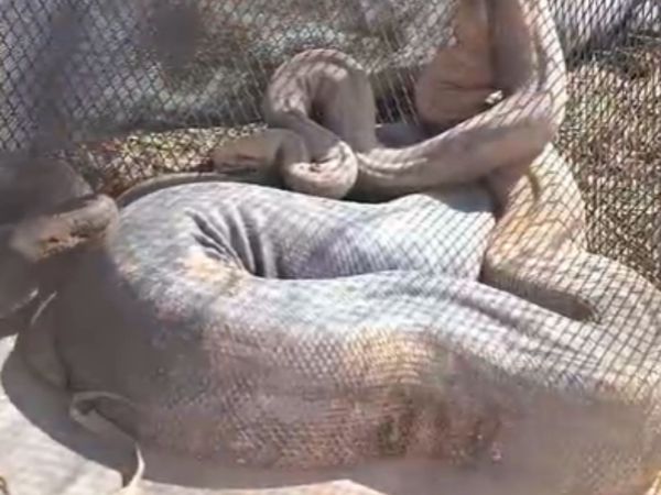 Cobras gigantes são capturadas em Carmo do Paranaíba