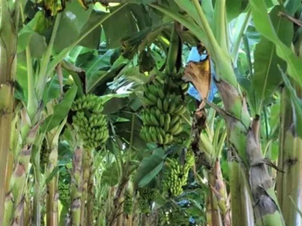 Produção de frutas avança na Zona da Mata