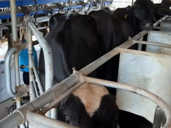 Potência leiteira enfrenta saída de produtores