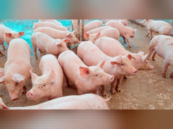 Preço do suíno cai 32% em Minas