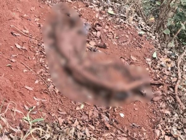 Ossada humana é encontrada às margens da BR-354, próximo a Chaves