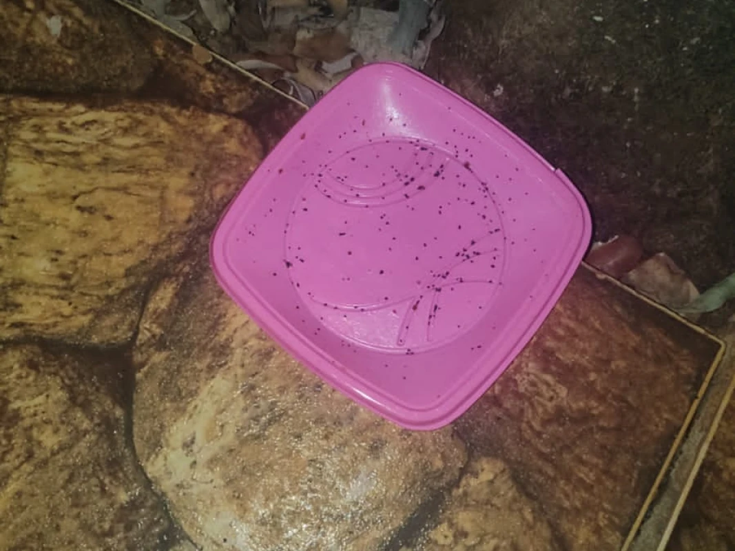 Suspeita de envenenamento de animais revolta moradores