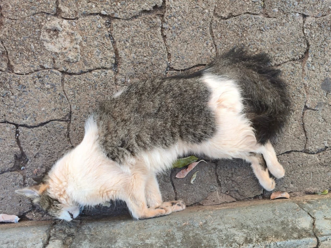 Suspeita de envenenamento de animais revolta moradores