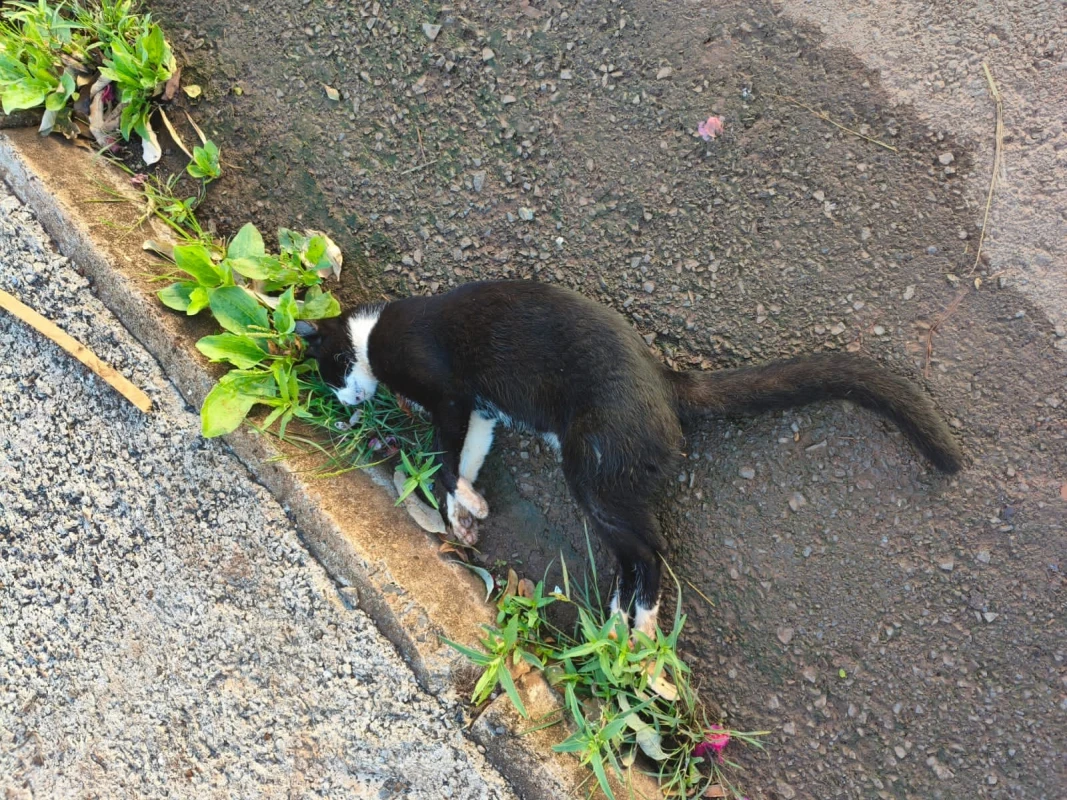 Suspeita de envenenamento de animais revolta moradores