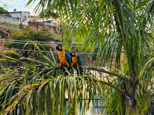 Filhote de arara chama atenção ao ensaiar primeiros voos