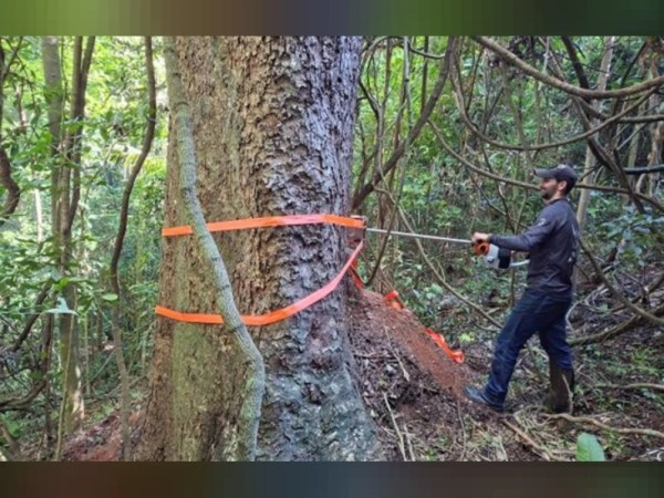 Estudo revela segredo de árvores centenárias